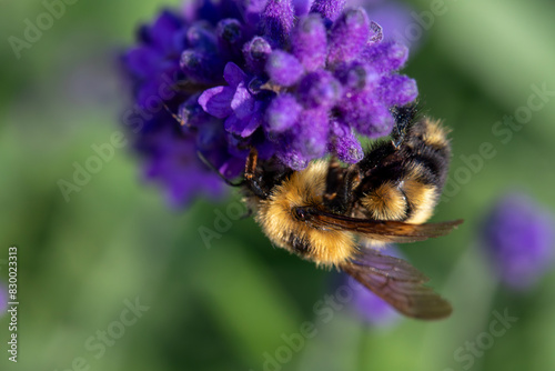 A bumblebee on a flowering lupine plant.