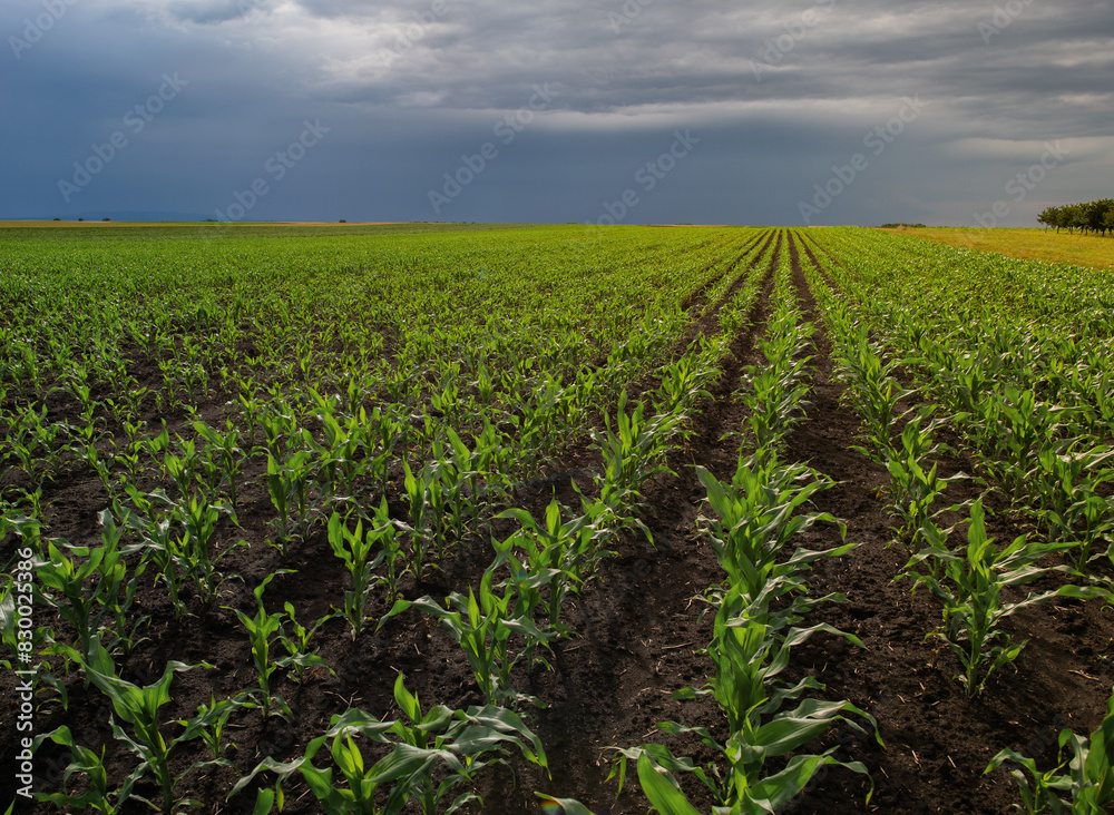 Open corn field at sunset. Open corn field at sunset.