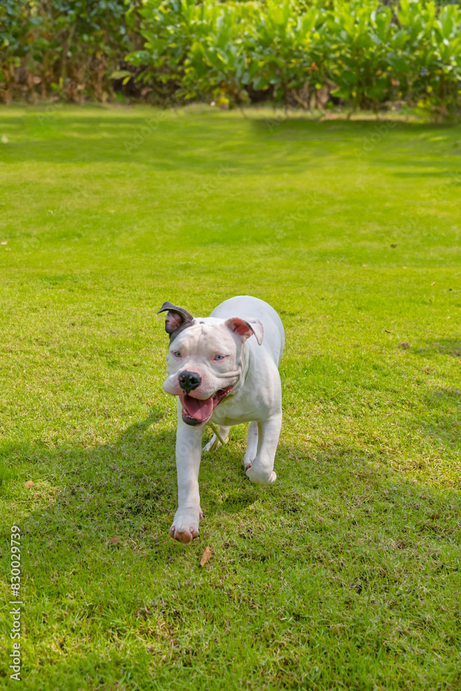 dog in the park. Funny happy cute dog breed American bulldog runs smiling..