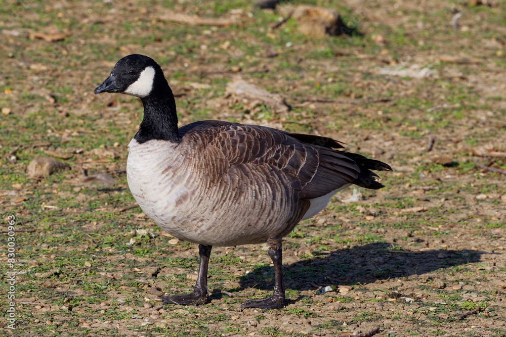 A beautiful Cackling Goose on a winter morning. The Cackling Goose, is a medium-sized wild goose with a black head, a short black neck, white cheeks and white under its chin with a brown body. A beautiful Cackling Goose on a winter morning. The Cackling Goose, is a medium-sized wild goose with a black head, a short black neck, white cheeks and white under its chin with a brown body.