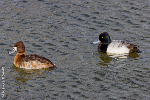 A beautiful Lesser Scaup breeding pair on a winter morning.  They are colloquially known as little Bluebills or Broadbills because of their distinctive blue bills. photo