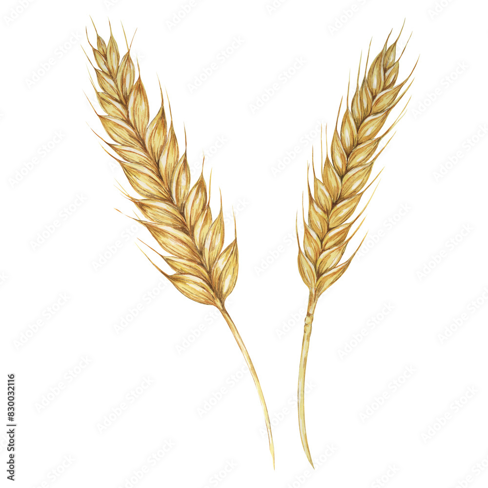 Barley spikes, cereal grain ears, wheat stalks. Symbol of Shavuot, Thanksgiving, Oktoberfest clipart. Cottagecore rustic watercolor illustration for beer, whisky, bread, flour packaging, labels. Barley spikes, cereal grain ears, wheat stalks. Symbol of Shavuot, Thanksgiving, Oktoberfest clipart. Cottagecore rustic watercolor illustration for beer, whisky, bread, flour packaging, labels.