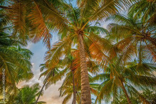 Palm trees seen from below