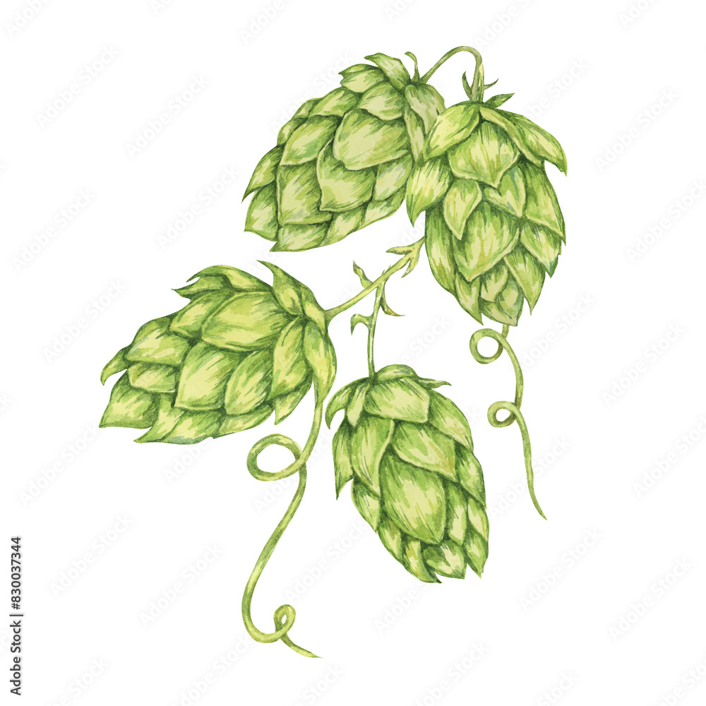 Obraz premium Hop cones watercolor illustration. Green humulus lupulus vine for Oktoberfest, St. Patrick's day celebration, beer brewing industry. Hops plant clipart for brewery design, beer label, menu