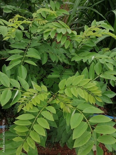 Gliricidia plant at dairy farm