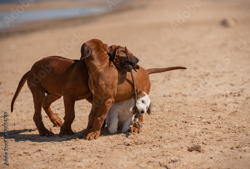 Playing puppies by the seaside photo