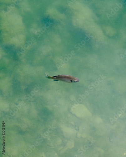 A close view of the fish swimming in the water surface.