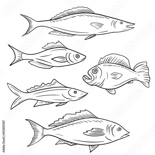 Collection of different kind of fish salmon, milkfish, barracudas, carp, grouper, catfish, in black isolated on white background. Hand drawn vector sketch illustration in doodle engraved vintage.