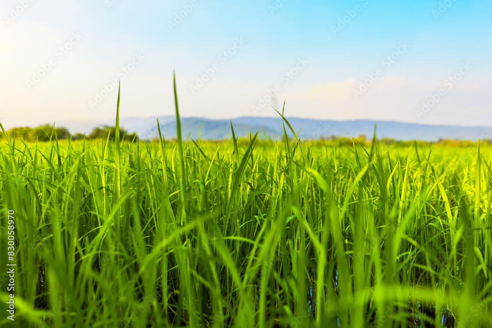Obraz premium The rice fields are full, waiting to be harveste under blue sky. Farm, Agriculture concept.
