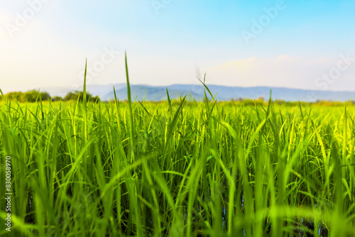 The rice fields are full, waiting to be harveste under blue sky. Farm, Agriculture concept.