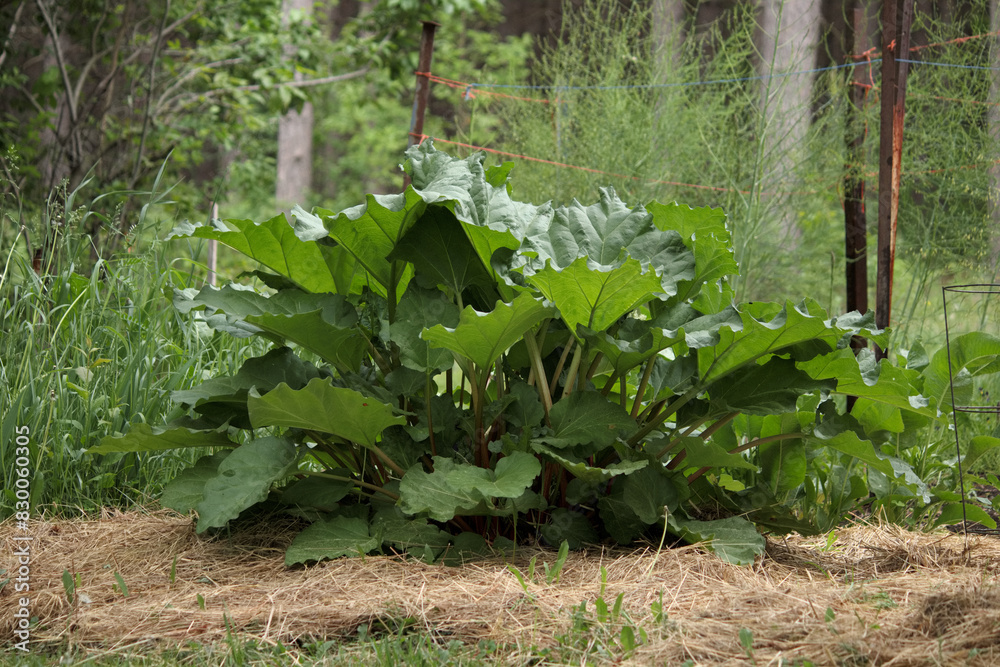 Fototapeta premium rhubarb in the garden, growing in the vegetable garden