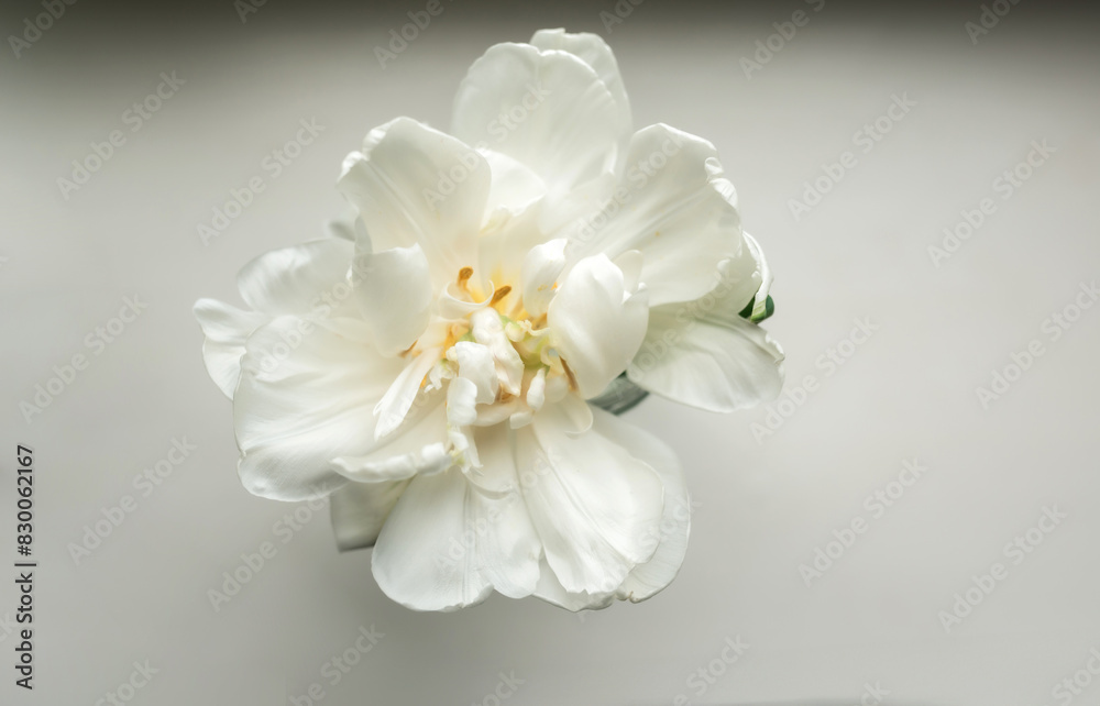 Beautiful white flower peony in woman's hand Beautiful white flower peony in woman's hand