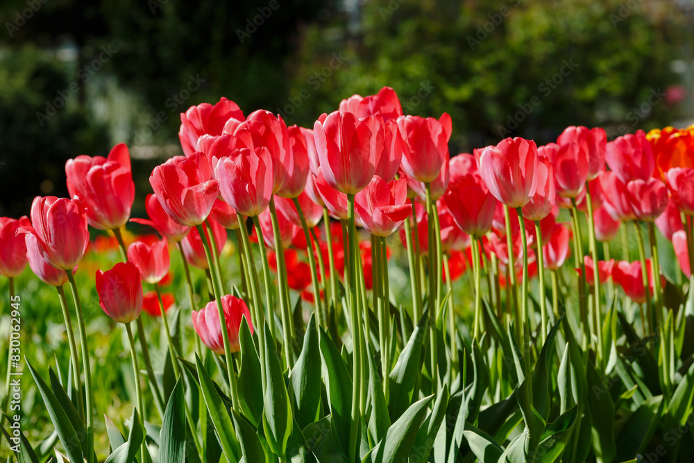 Obraz premium A group of beautiful tulips in the spring garden
