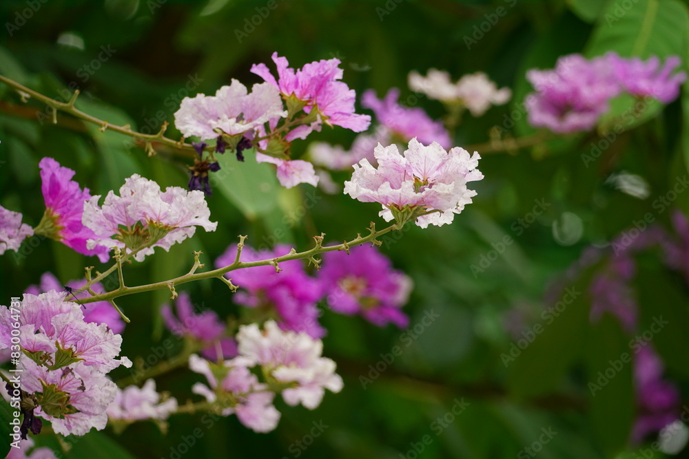 Lagerstroemia speciosa flowers bloom in summer Lagerstroemia speciosa flowers bloom in summer