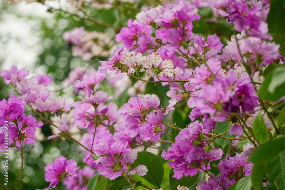 Lagerstroemia speciosa flowers bloom in summer