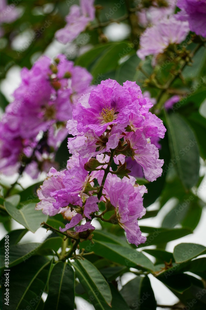Lagerstroemia speciosa flowers bloom in summer Lagerstroemia speciosa flowers bloom in summer