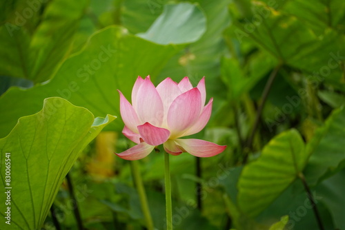 Lotus flowers bloom on the surface of the lake