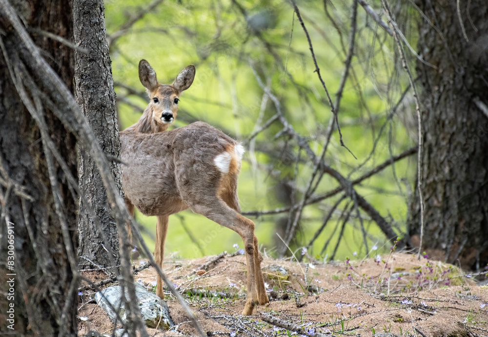 Wild european female roe deer (Capreolus capreolus) standing in a thick forest on springtime. Alps, Italy.
