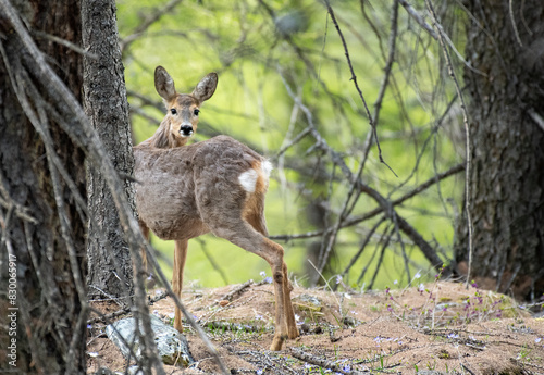 Obraz na płótnie Wild european female roe deer (Capreolus capreolus) standing in a thick forest on springtime. Alps, Italy. w salonie