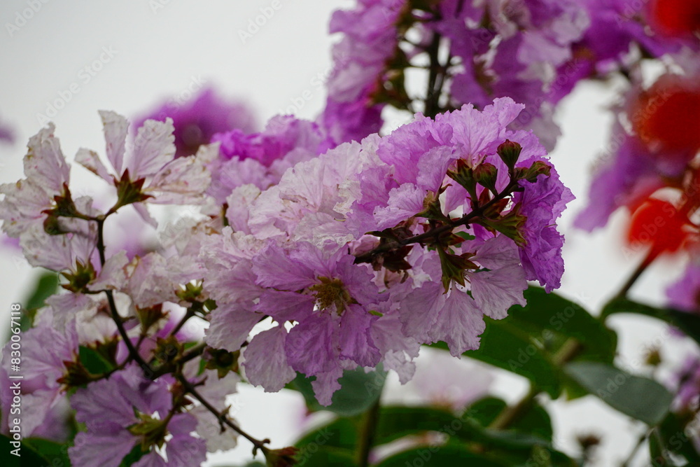 Fototapeta premium Lagerstroemia speciosa flowers bloom in summer