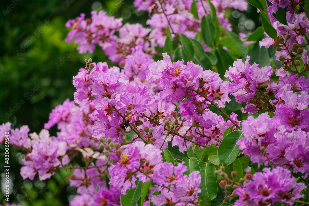 Lagerstroemia speciosa flowers bloom in summer Lagerstroemia speciosa flowers bloom in summer