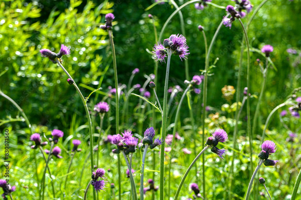 Cirsium rivulare is a species of flowering plant in the family Asteraceae. Cirsium rivulare is a species of flowering plant in the family Asteraceae.