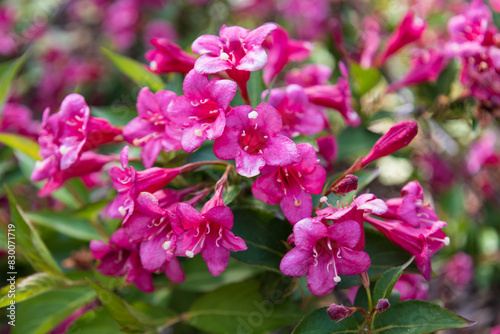 Wallpaper Mural Blossom of Weigela florida. Beautiful vibrant pink flowers in spring. Shrubs Weigela in the family Caprifoliaceae. Seasonal natural background. Torontodigital.ca