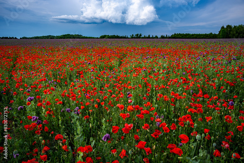 field of red poppies or Common poppy  corn poppy  corn rose  field poppy  flanders poppy  in latin Papaver Rhoaes