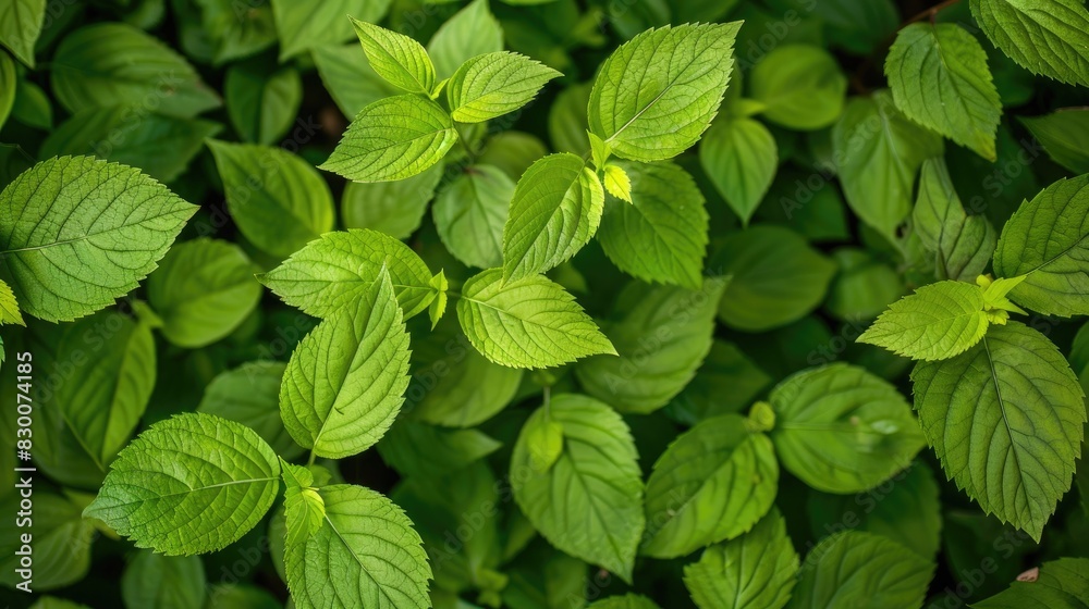 Vivid green foliage against a plain backdrop Vivid green foliage against a plain backdrop