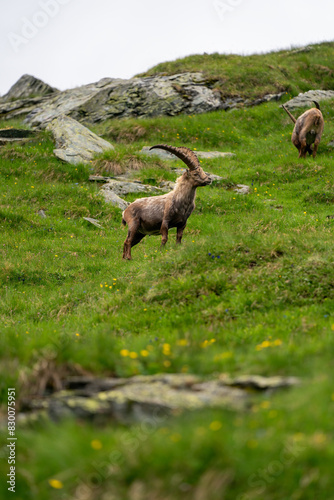 Close-up shot of a majestic mountain ibex  Capra ibex  in the wild with impressive horns and a commanding gaze. The photograph captures this magnificent animal in its natural mountain habitat.