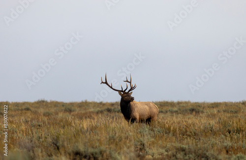 Bull Elk During the Rut in Wyoming in Autumn