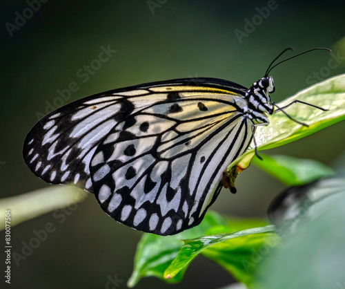 White tree nymph butterfly. Latin name - Idea leuconoe photo