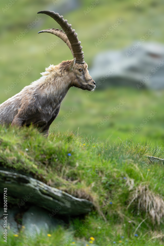 Close-up shot of a majestic mountain ibex (Capra ibex) in the wild with impressive horns and a commanding gaze. The photograph captures this magnificent animal in its natural mountain habitat.
