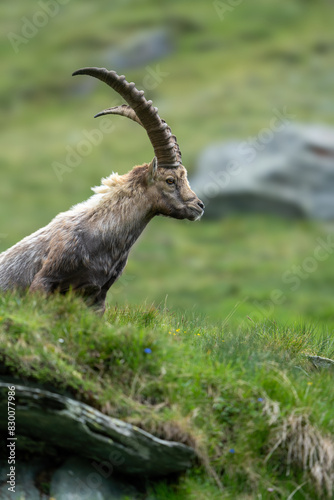 Close-up shot of a majestic mountain ibex (Capra ibex) in the wild with impressive horns and a commanding gaze. The photograph captures this magnificent animal in its natural mountain habitat.