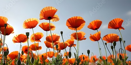 A meadow of poppies stretches beneath the limitless expanse of a clear blue sky a vivid contrast of fiery red blooms against the serene backdrop. Concept Landscape Photography  Nature Scenes