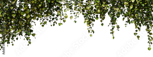 3D Render Foreground Ivy With Flowers On Transparent Background
