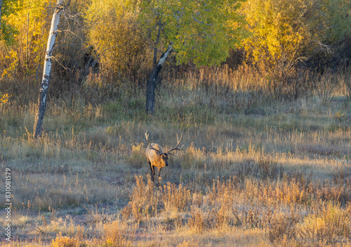 Bull Elk During the Rut in Wyoming in Autumn