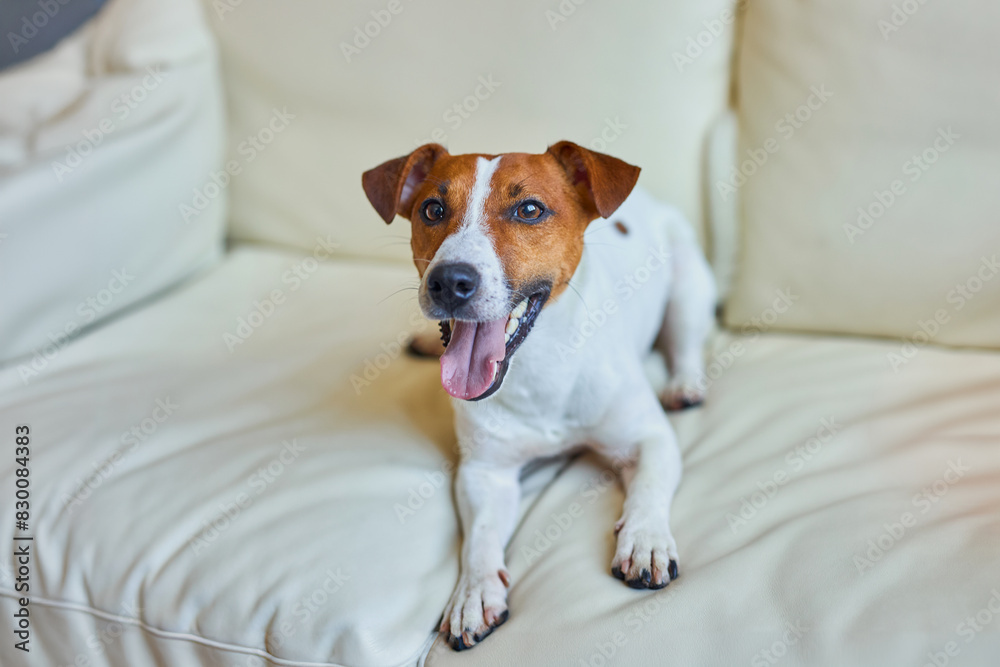 Dog Jack Russell Terrier sits on the couch and looks at the camera. Dog Jack Russell Terrier sits on the couch and looks at the camera.