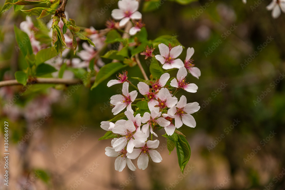 Selective focus of beautiful branches of pink flowers on the tree.