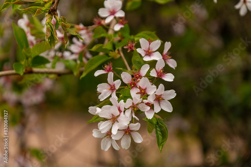Selective focus of beautiful branches of pink flowers on the tree. © Kateryna
