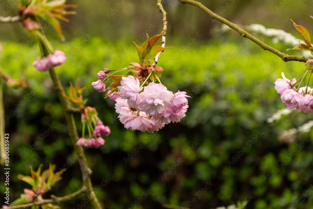 Selective focus of beautiful branches of pink flowers on the tree. Selective focus of beautiful branches of pink flowers on the tree.