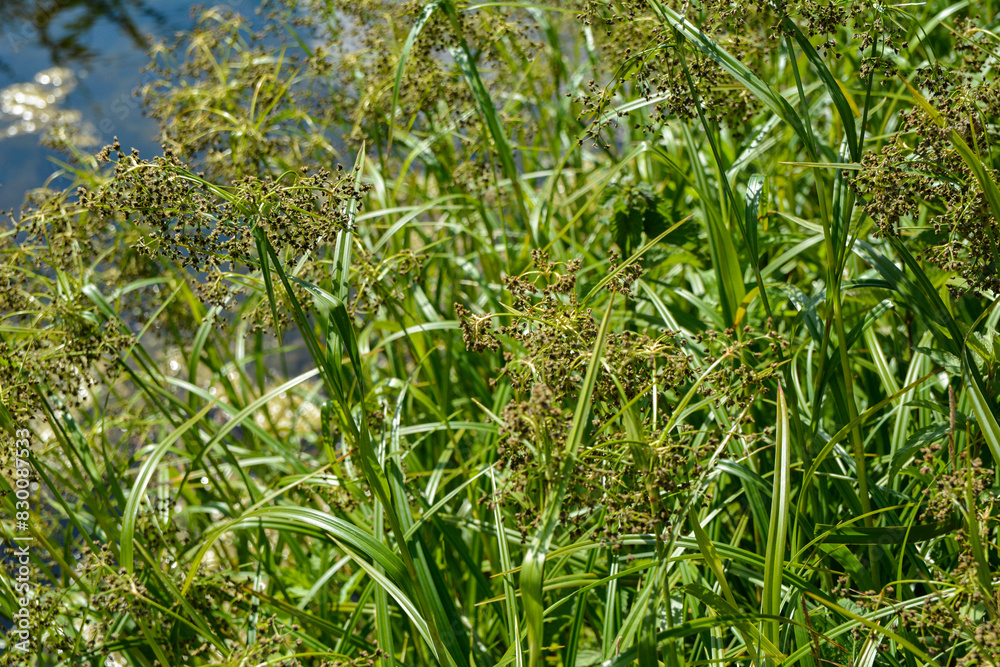 Scirpus sylvaticus is a species of flowering plant in the Cyperaceae family Scirpus sylvaticus is a species of flowering plant in the Cyperaceae family