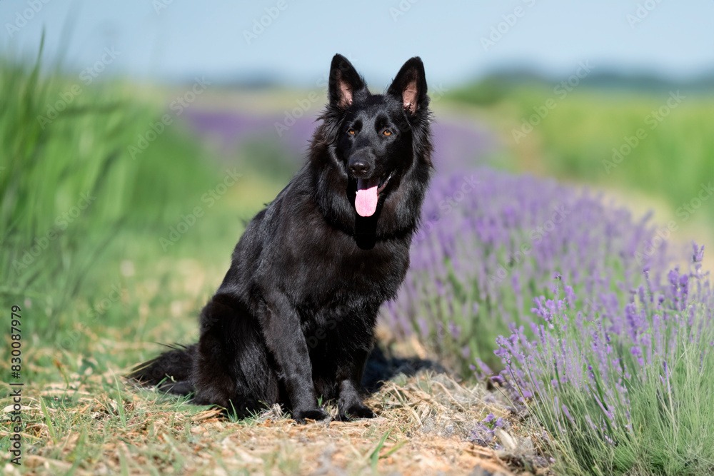 black german shepherd in nature black german shepherd in nature