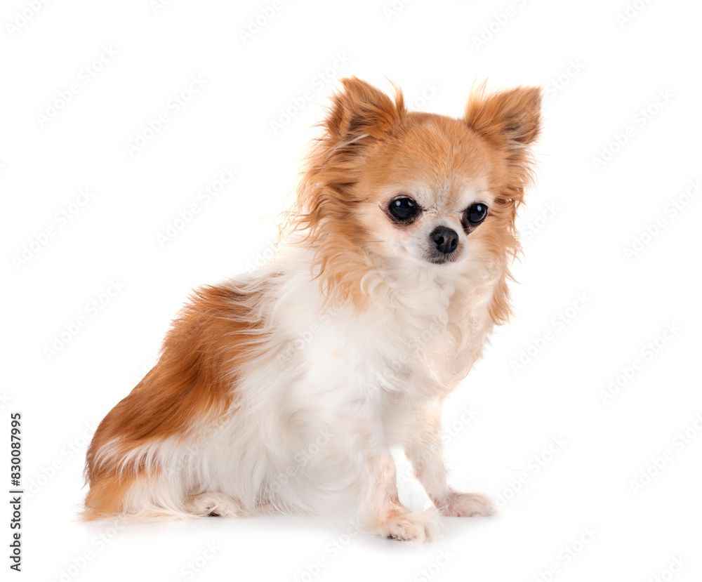 chihuahua in studio chihuahua in studio