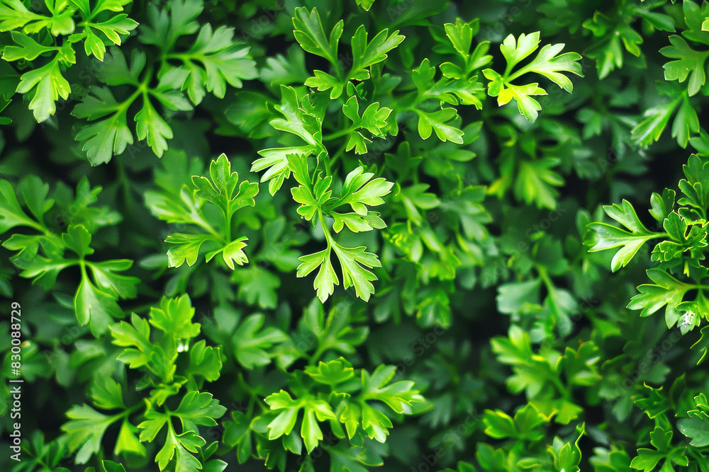 Herbs background top view green fresh parsley leaves. Vegetarian menu, vegan store catalogue, vegan presentation, flat lay style. Healthy detox vitamin texture, vegetarian food close up, copy space. Herbs background top view green fresh parsley leaves. Vegetarian menu, vegan store catalogue, vegan presentation, flat lay style. Healthy detox vitamin texture, vegetarian food close up, copy space.