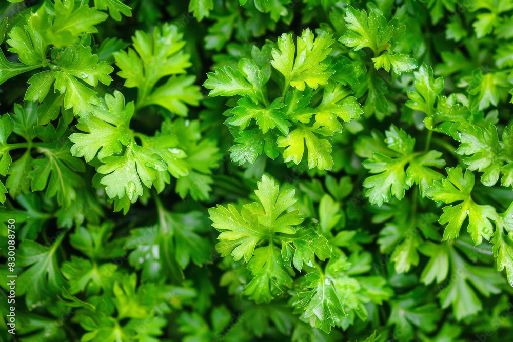 Herbs background top view green fresh parsley leaves. Vegetarian menu, vegan store catalogue, vegan presentation, flat lay style. Healthy detox vitamin texture, vegetarian food close up, copy space. Herbs background top view green fresh parsley leaves. Vegetarian menu, vegan store catalogue, vegan presentation, flat lay style. Healthy detox vitamin texture, vegetarian food close up, copy space.