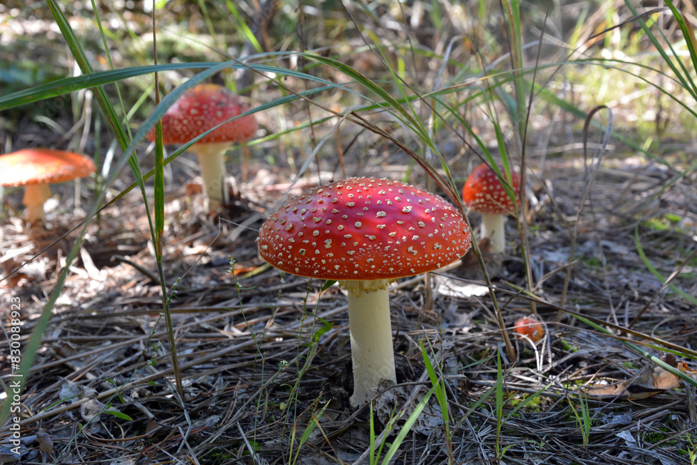 Several poisonous red mushrooms on different plans in the grass from a low angle Several poisonous red mushrooms on different plans in the grass from a low angle
