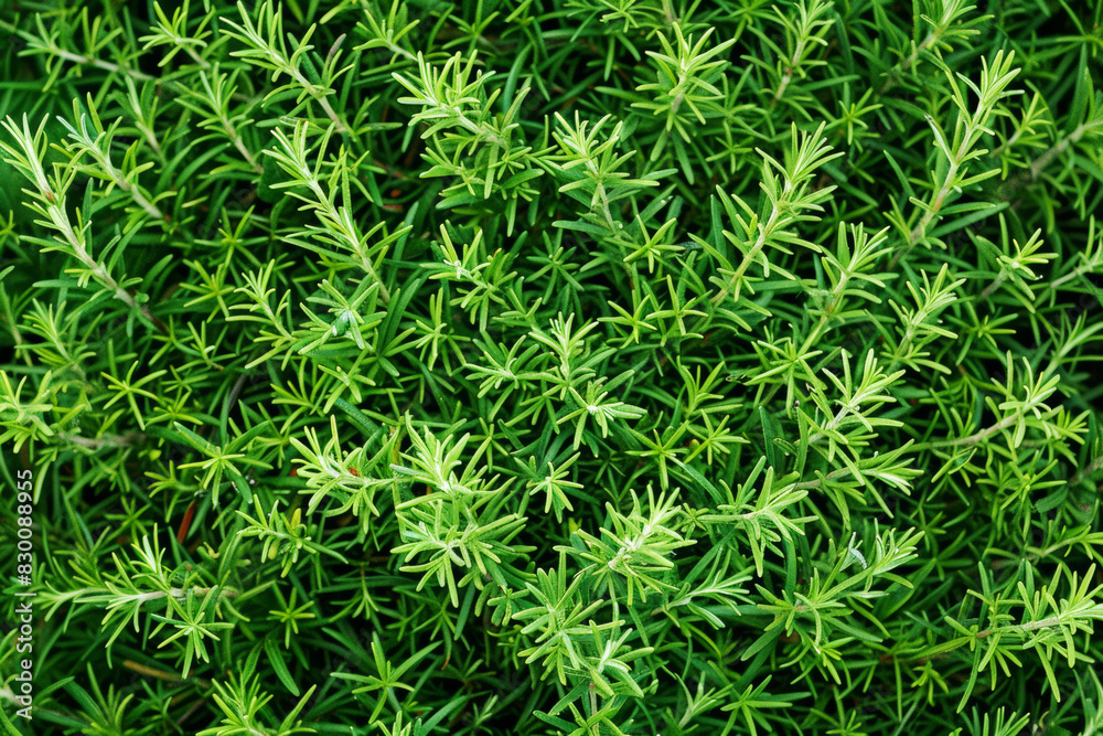 Herbs background top view green fresh sprigs rosemary leaves. Vegetarian menu, vegan store catalogue, presentation, flat lay style. Healthy detox vitamin texture, vegetarian food close up, copy space. Herbs background top view green fresh sprigs rosemary leaves. Vegetarian menu, vegan store catalogue, presentation, flat lay style. Healthy detox vitamin texture, vegetarian food close up, copy space.