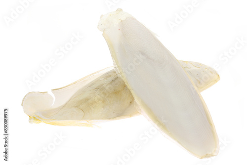 cuttlebone isolated on white background photo