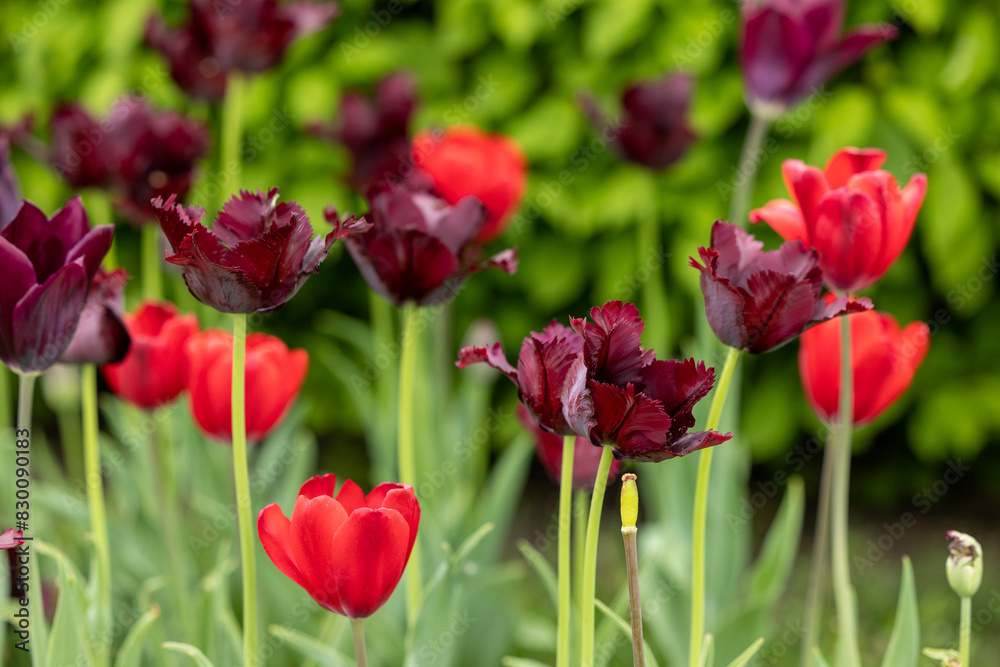 Dark red tulips in a flowerbed